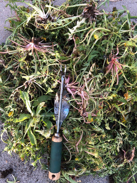 Edward Tools deep V nose digs to root level for lasting removal