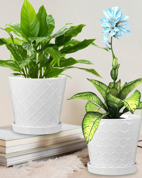 EFISPSS pot suitable for succulents, orchids, herbs in indoor settings.
