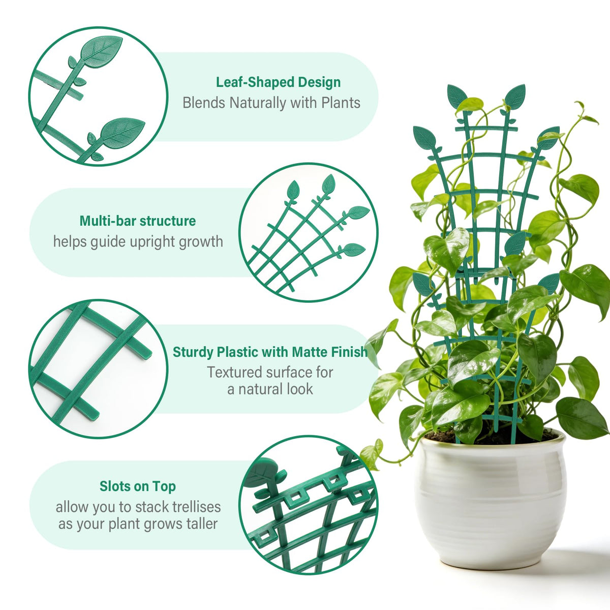 Ehpiern trellis ideal for pothos, ivy, and philodendron displays.