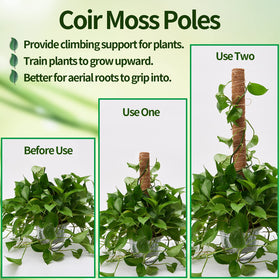 Eibikdi natural coconut fiber moss pole enhances plant stability with a gentle grip.