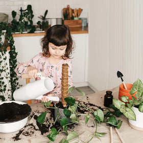 Eibikdi moss pole suitable for monstera and pothos indoor climbers.