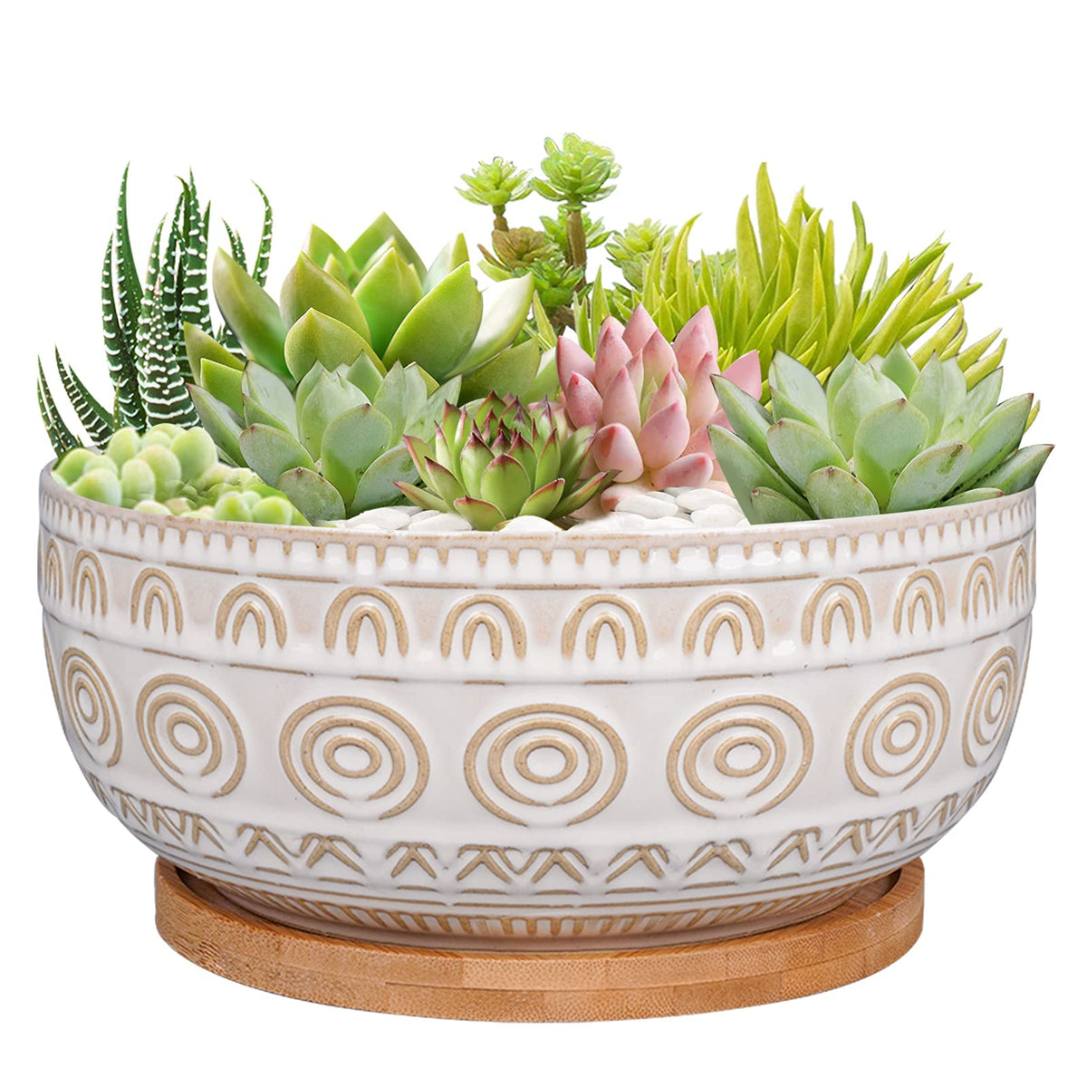Eightpot 8-inch ceramic succulent planter with drainage for healthy indoor plants