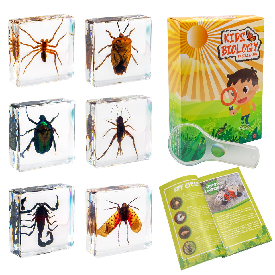 EJLIFEBOX front packaging showing six resin-encased insects for classroom display