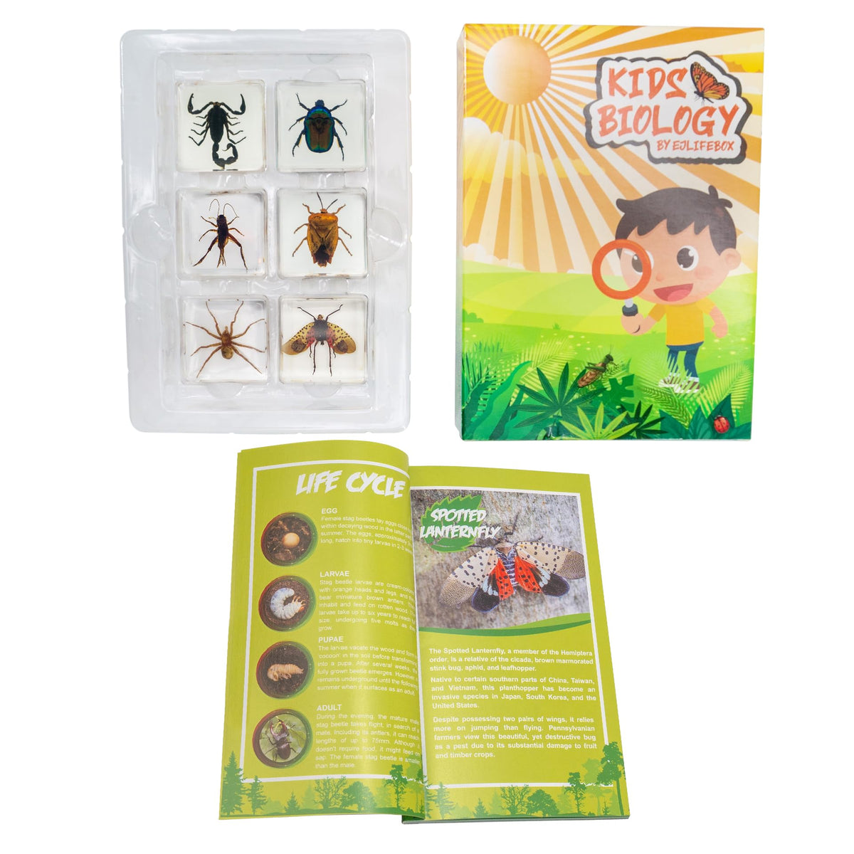 EJLIFEBOX introduction booklet and labels explaining insects and activity ideas