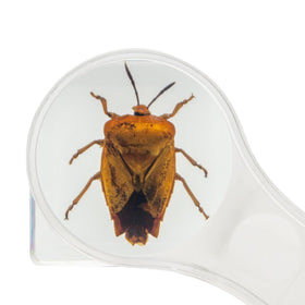 EJLIFEBOX magnifier over cricket showing leg structure and aiding detailed observation