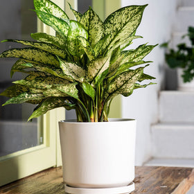 Ekirlin drain-hole ceramic pot with saucer base prevents overwatering and spills.