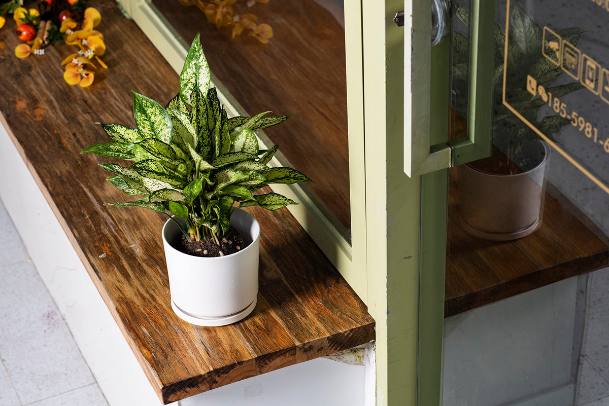 Ekirlin stoneware pot endures temperature swings for versatile use.