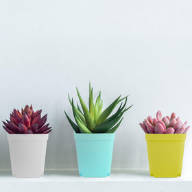 Elcoho color-variety pots help organize herbs, vegetables, and small plants.