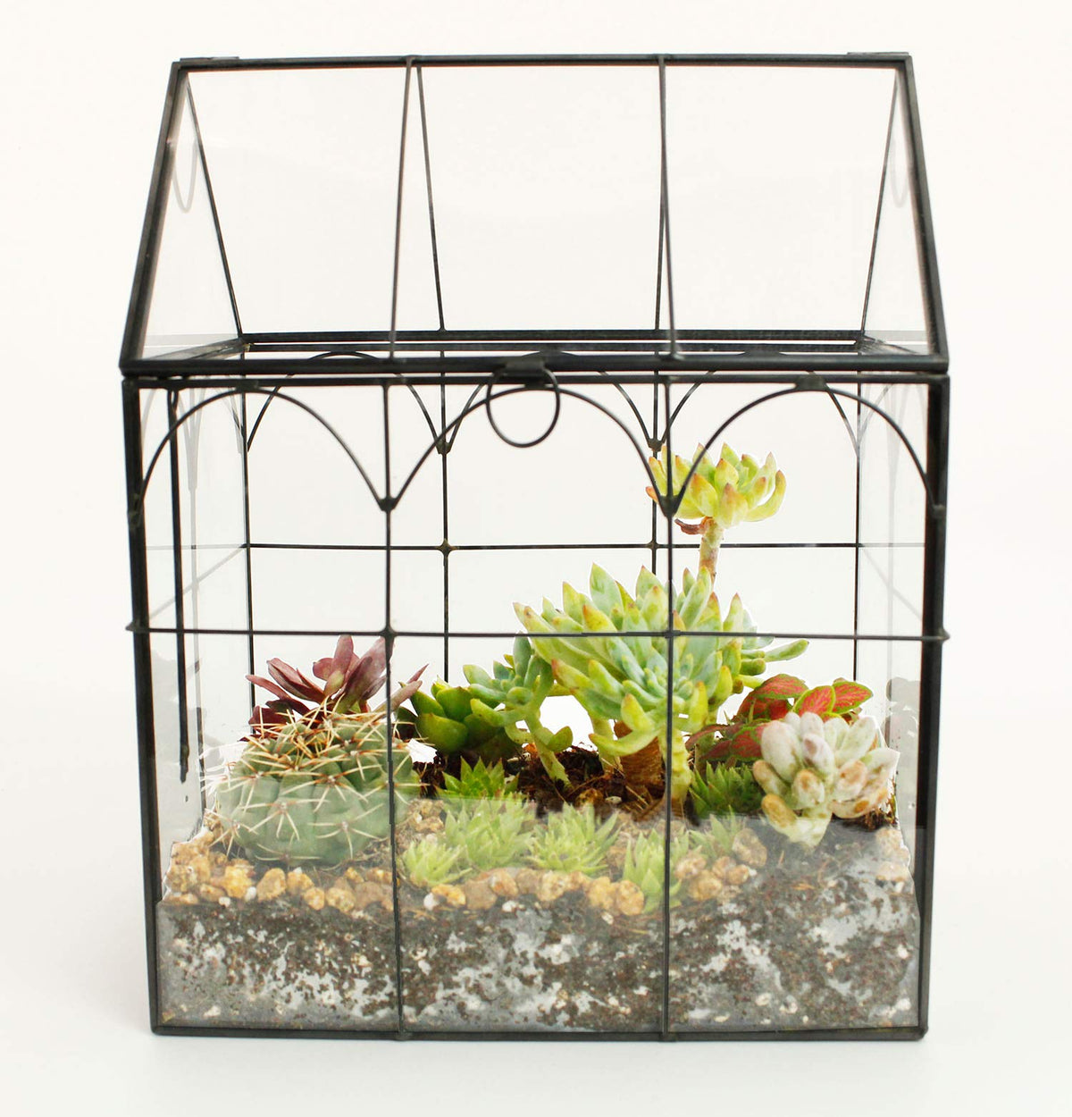 ElegantLife multi-use terrarium for plants, ornaments, or microgreens