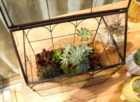 ElegantLife handcrafted glass terrarium as a versatile gift or centerpiece