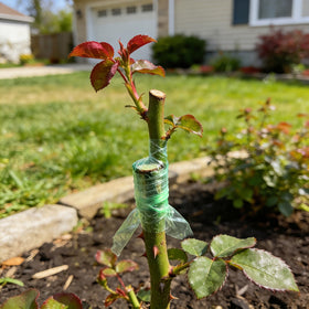 Elitekwell grafting tape leaves no marks after removal on stems.