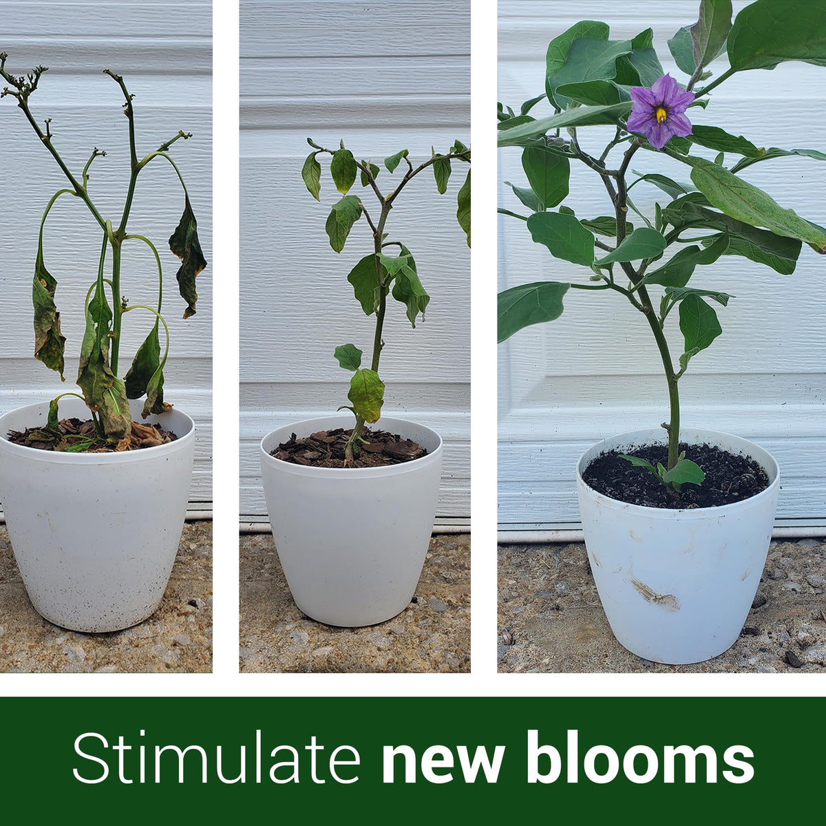 Elm Dirt Bloom Juice ingredients include worm castings for soil vitality.