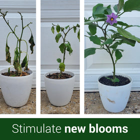 Elm Dirt Bloom Juice ingredients include worm castings for soil vitality.