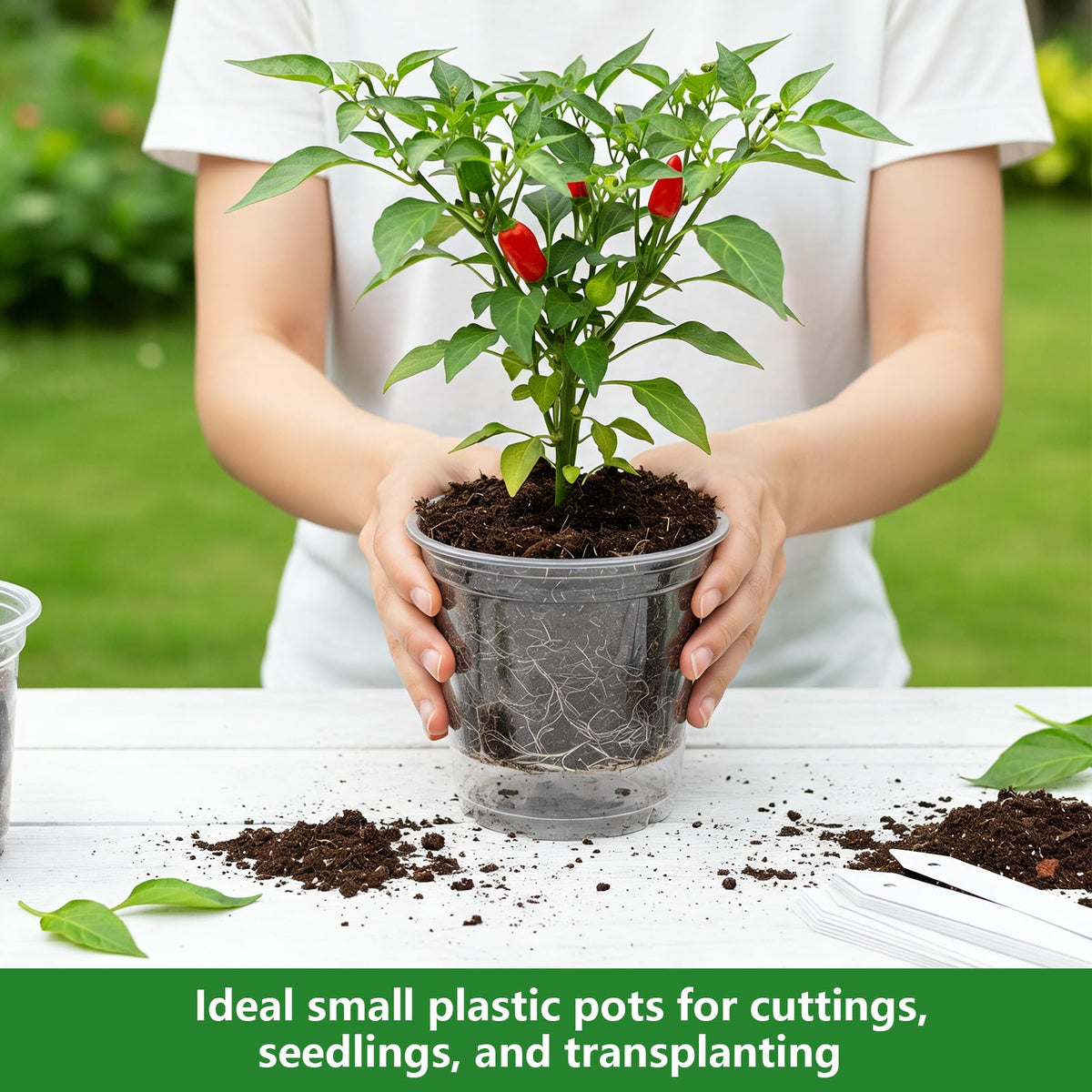 Embrasun clear nursery pot 5in enables larger transplants with visible roots.