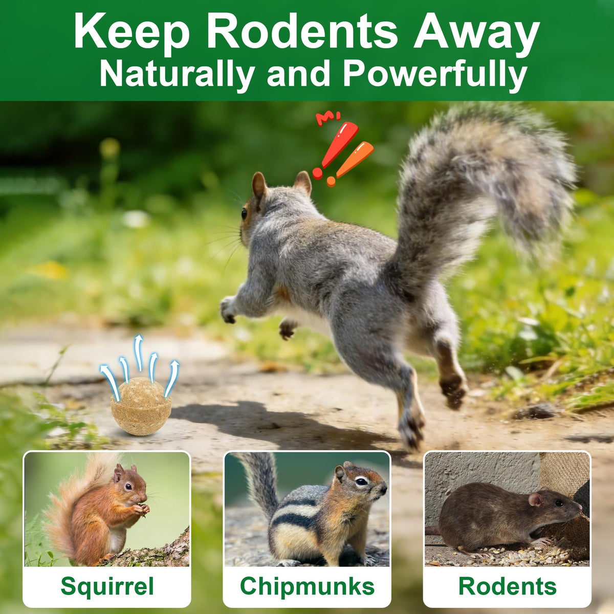 Enbabbor outdoor deterrent setup near a garden path to deter rodents
