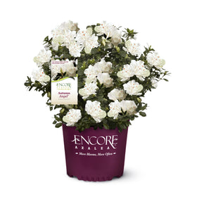 Encore Azalea Autumn Angel 2Gal with white blooms brightening beds and borders