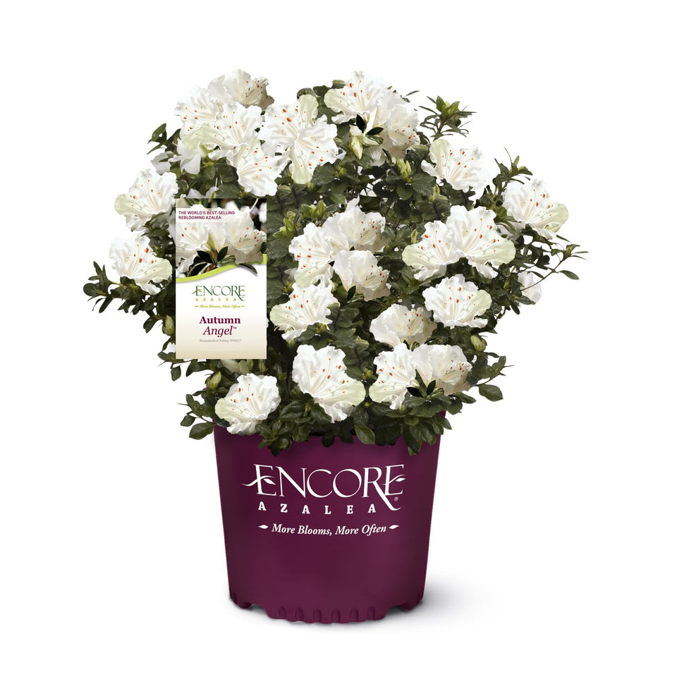 Encore Azalea Autumn Angel 2Gal with white blooms brightening beds and borders