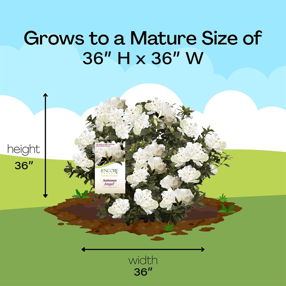 Encore Azalea Autumn Angel blooms from spring to fall for extended garden color