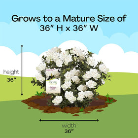 Encore Azalea Autumn Angel blooms from spring to fall for extended garden color