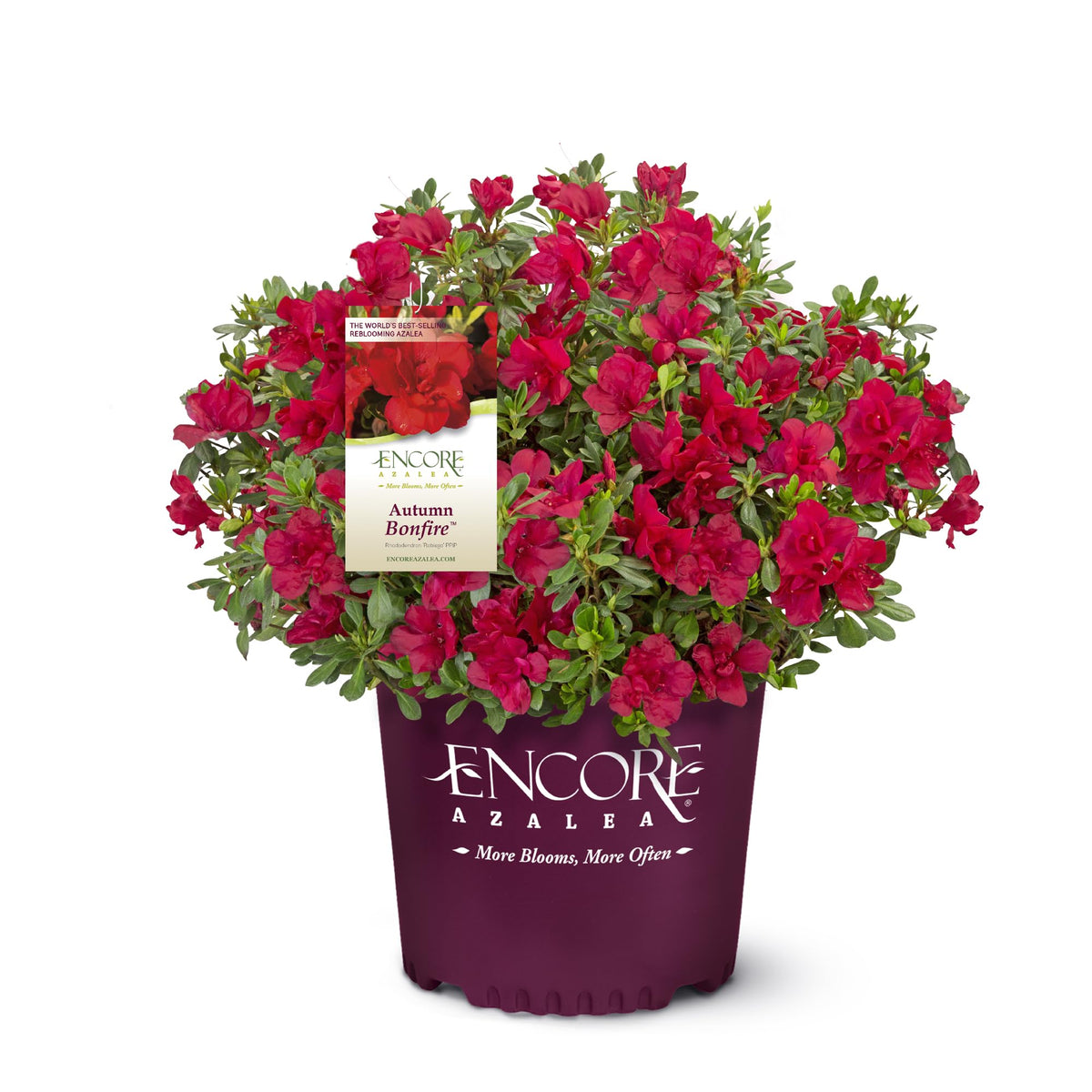 Encore Azalea Autumn Bonfire bloom close-up displaying vivid red flowers for standout color