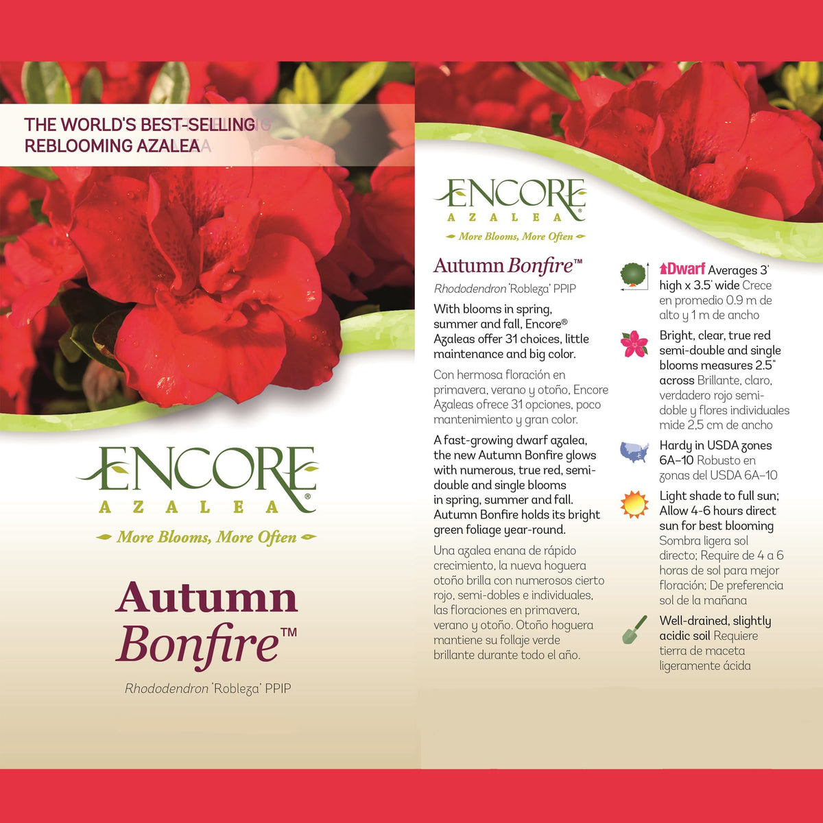 Encore Azalea Autumn Bonfire container planting for bright seasonal color