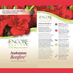 Encore Azalea Autumn Bonfire container planting for bright seasonal color