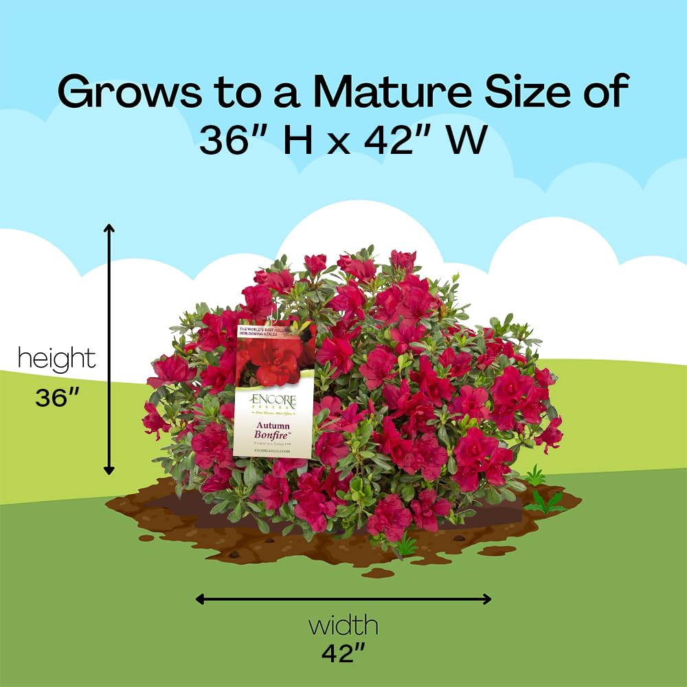 Encore Azalea Autumn Bonfire thriving in partial sun with low maintenance care