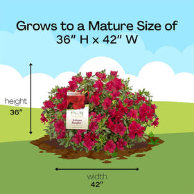 Encore Azalea Autumn Bonfire thriving in partial sun with low maintenance care