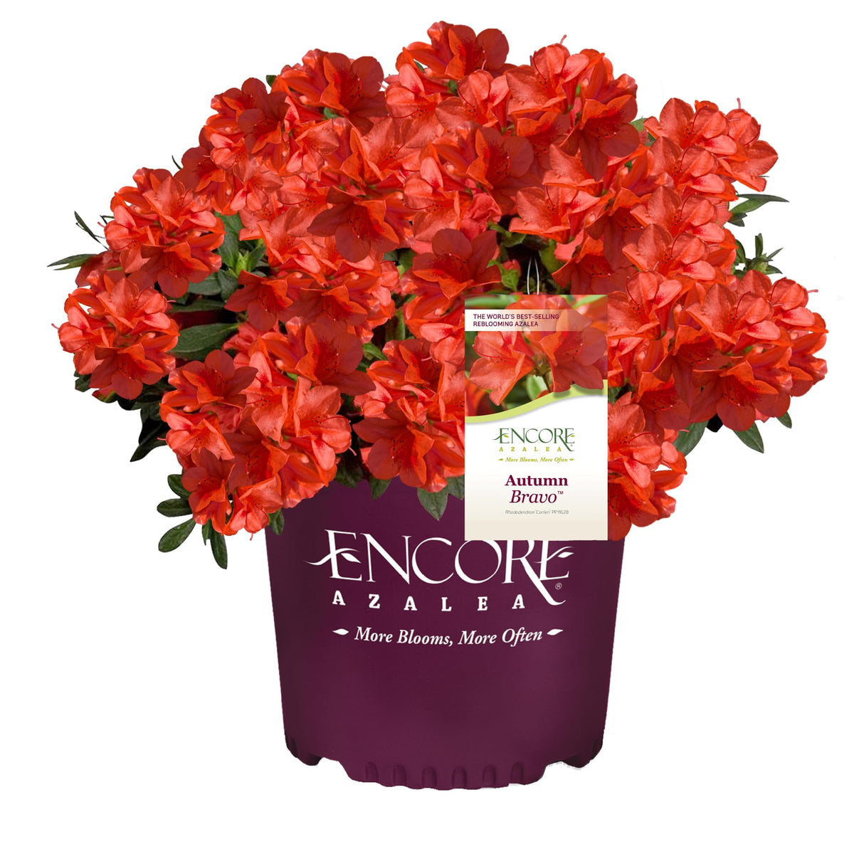  Encore Azalea Autumn Bravo bloom blazing red for vibrant garden color