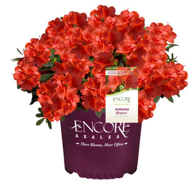  Encore Azalea Autumn Bravo bloom blazing red for vibrant garden color