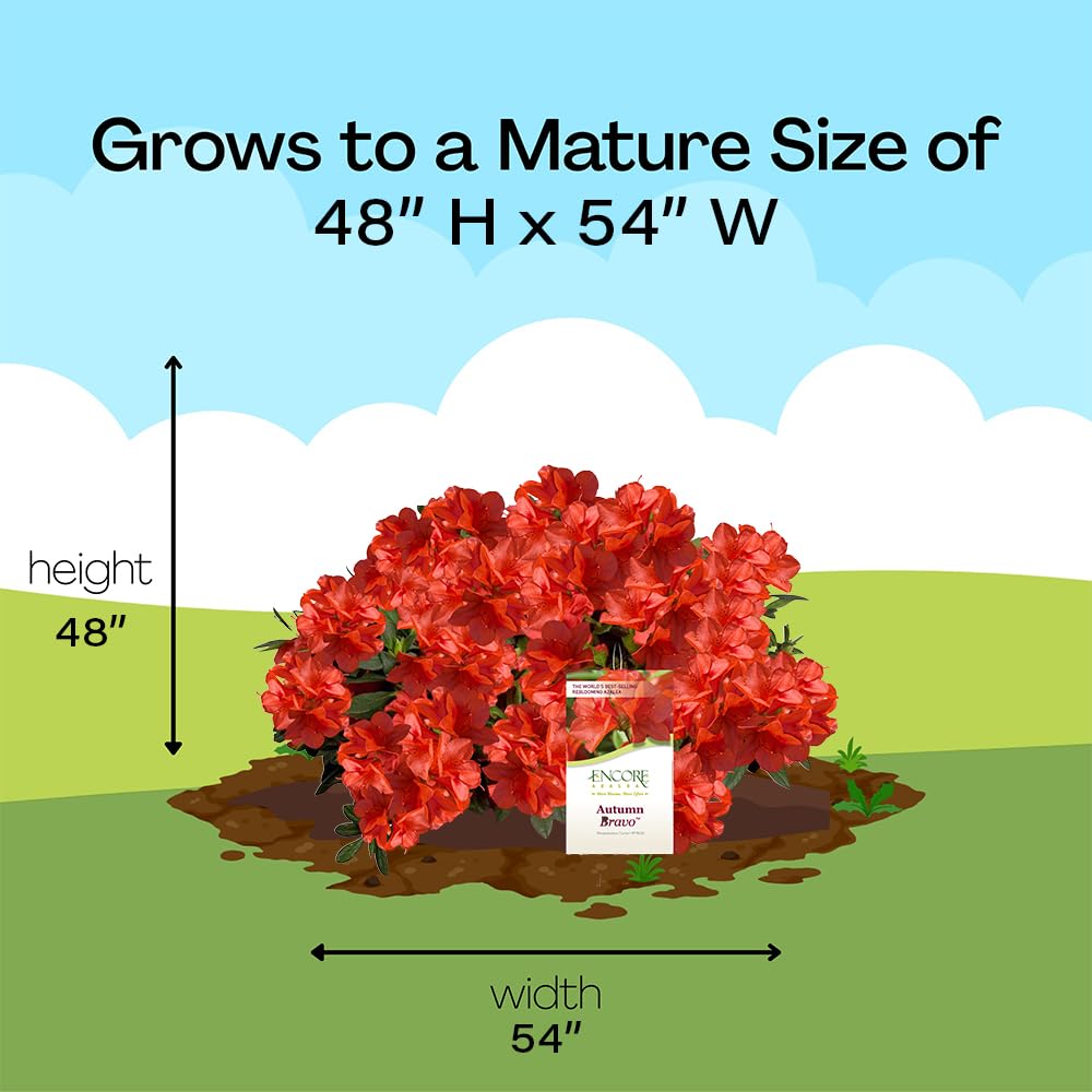  Encore Azalea Autumn Bravo ideal for containers and borders