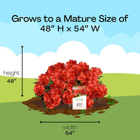  Encore Azalea Autumn Bravo ideal for containers and borders