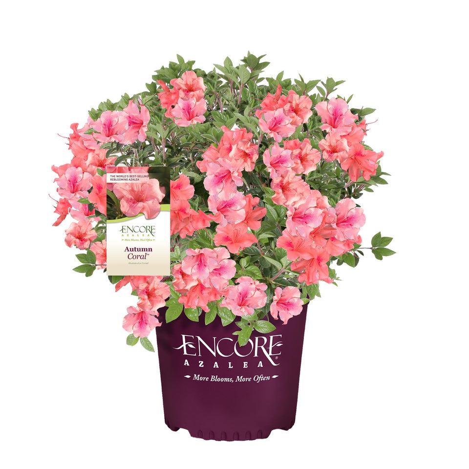 Encore Azalea Autumn Coral bloom close-up showing pink petals with dark flecks.