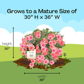 Landscape view of Encore Azalea Autumn Coral as a vibrant accent.