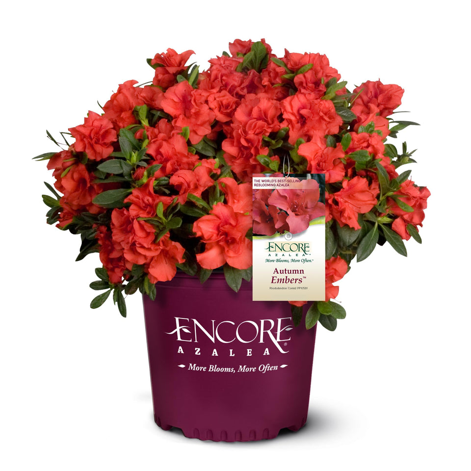 Encore Azalea Autumn Embers close-up of orange-red blossoms on glossy evergreen foliage.