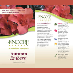 Encore Azalea Autumn Embers flowering branch displaying spring through fall color.