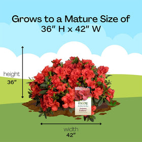 Encore Azalea Autumn Embers landscape-ready hedge and border planting option.