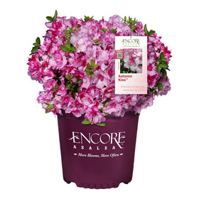 Encore Azalea Autumn Kiss bloom close-up with pink-edged petals.