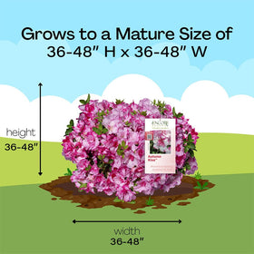Encore Azalea Autumn Kiss pink-edged blooms along a vibrant border.