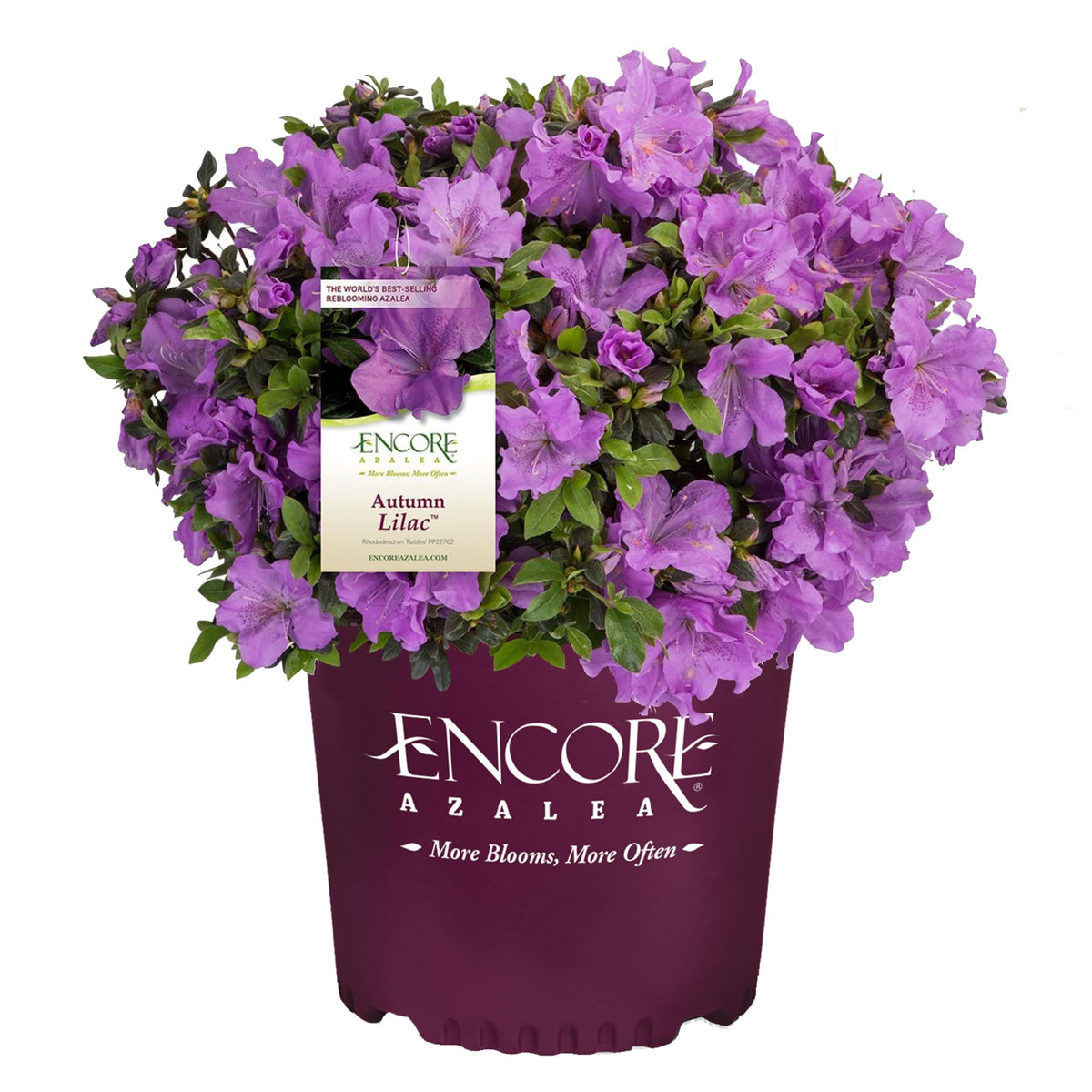 Encore Azalea Autumn Lilac bloom close-up showcasing vibrant spring color for borders