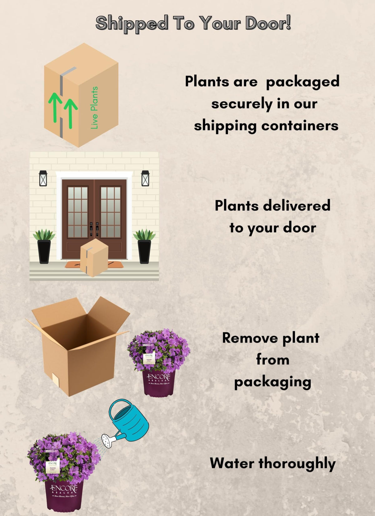 Encore Azalea Autumn Lilac container garden shot illustrates compact appeal for patios