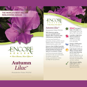 Encore Azalea Autumn Lilac hedge-border image highlights evergreen foliage and easy maintenance