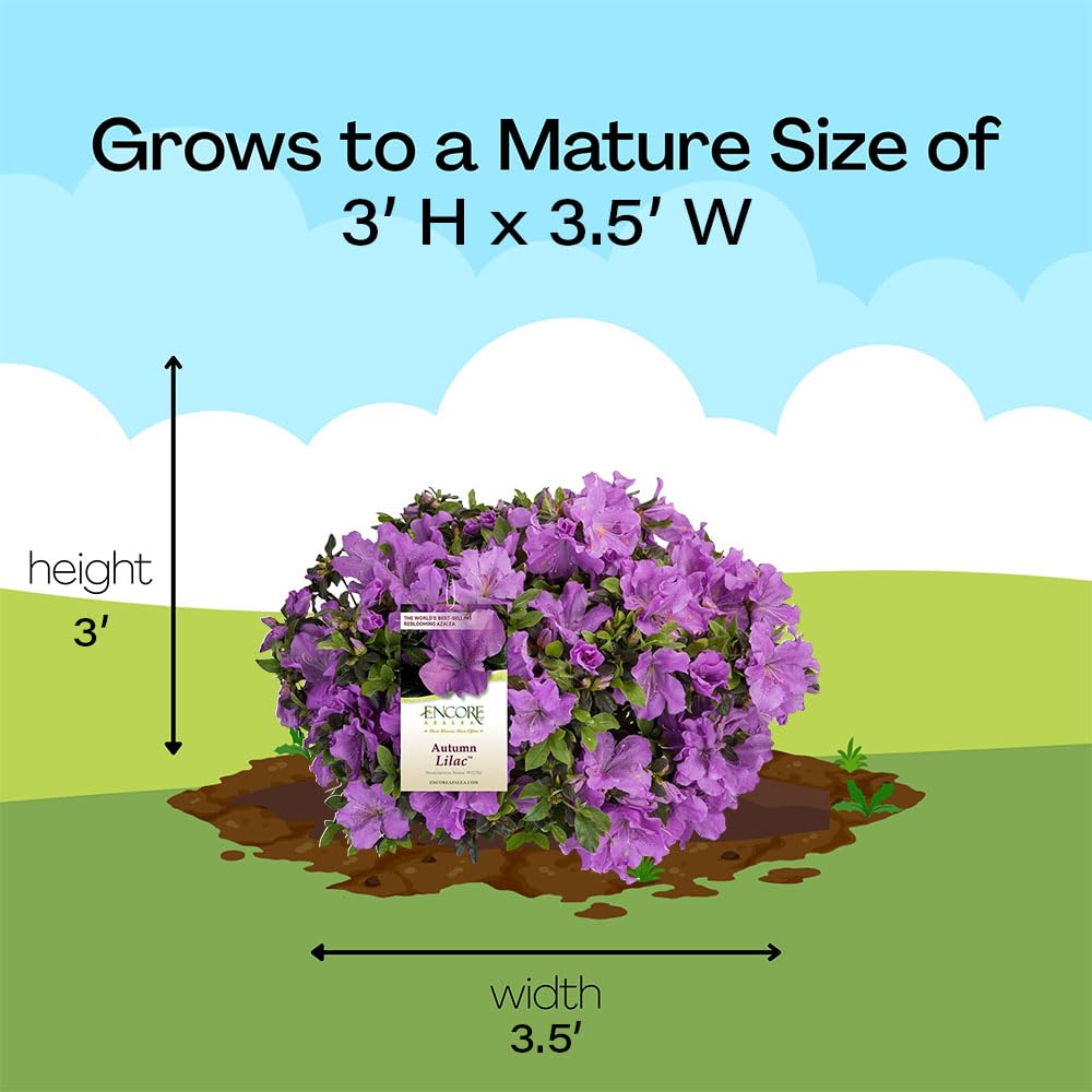 Encore Azalea Autumn Lilac mature-size shot informs space needs for gardeners