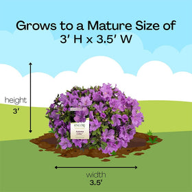 Encore Azalea Autumn Lilac mature-size shot informs space needs for gardeners