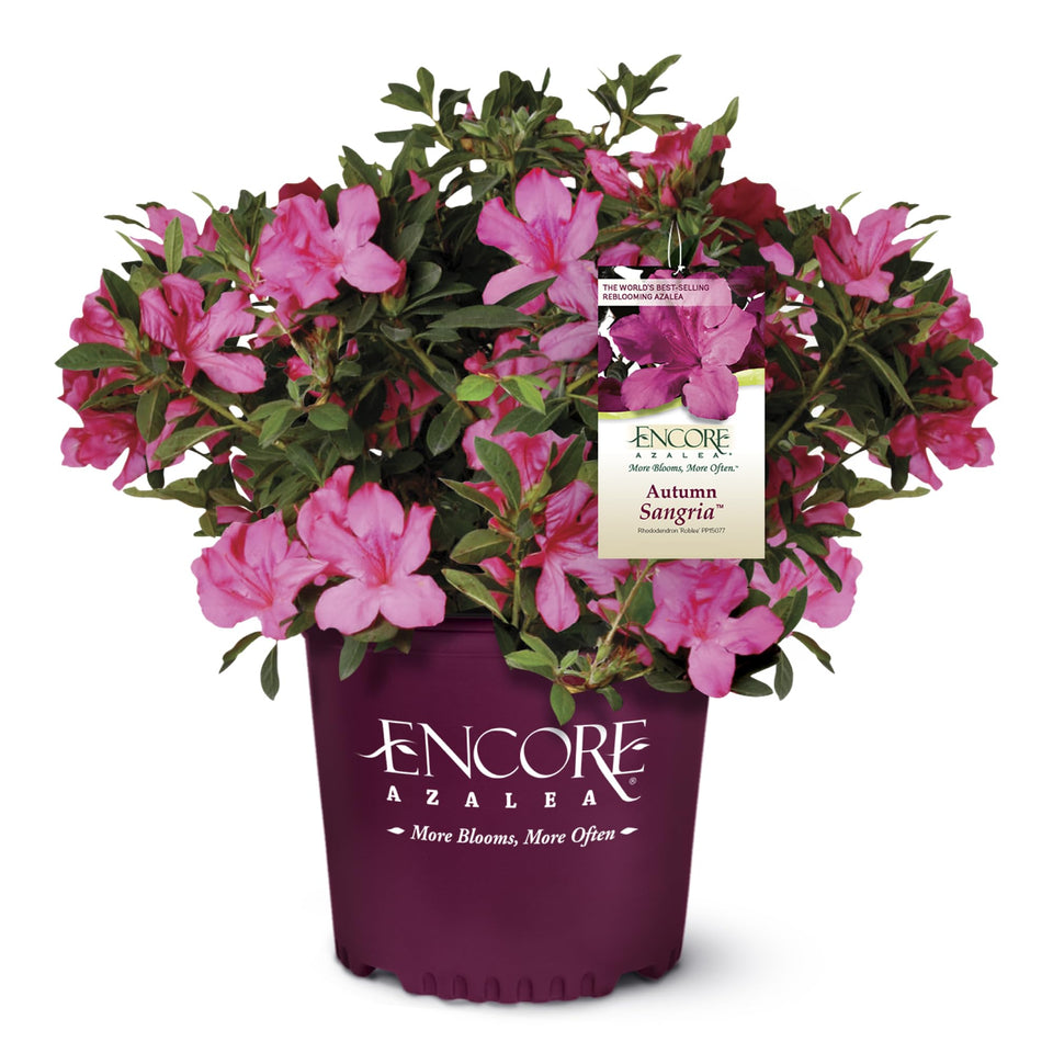 Encore Azalea Autumn Sangria bloom close with large pink flowers and green foliage