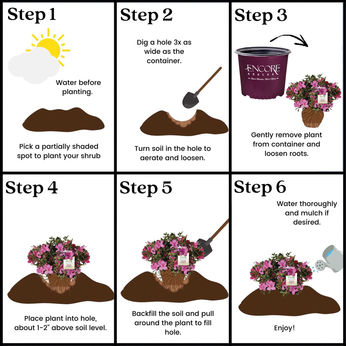  Encore Azalea Autumn Sangria foundation planting option for borders