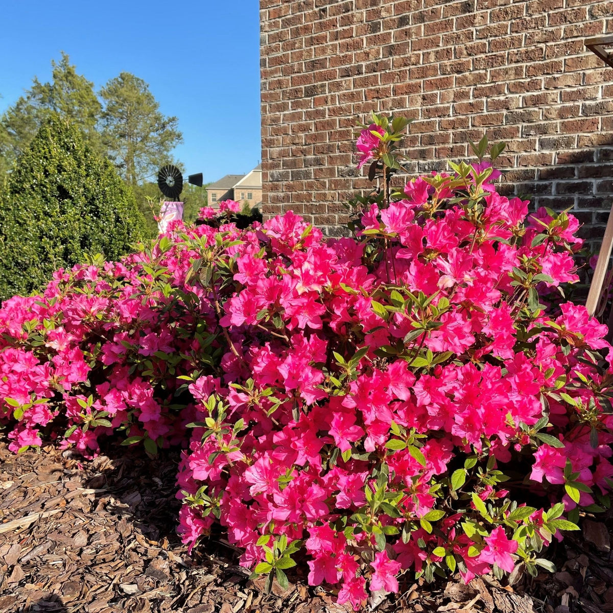  Encore Azalea Autumn Sangria dark pink blooms amid lush green leaves