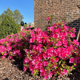  Encore Azalea Autumn Sangria dark pink blooms amid lush green leaves
