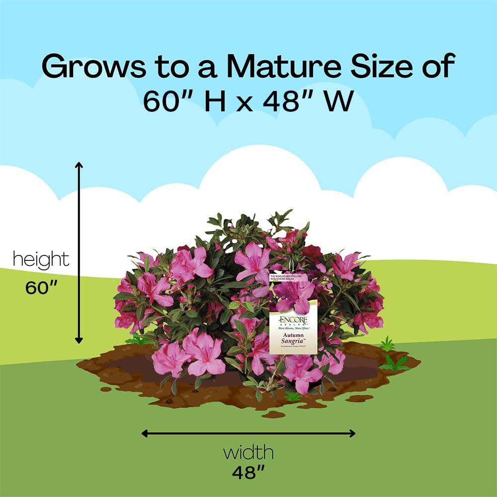  Encore Azalea Autumn Sangria landscape-ready shrub with low maintenance needs