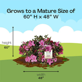  Encore Azalea Autumn Sangria landscape-ready shrub with low maintenance needs